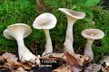 Ampulloclitocybe clavipes-amf430